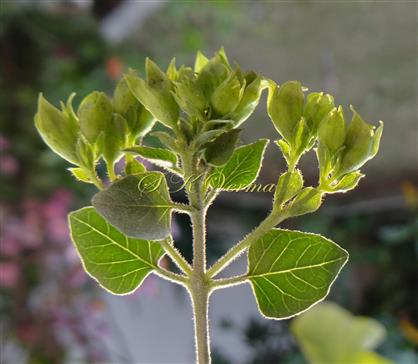  Young Flowering Shoot with flower buds